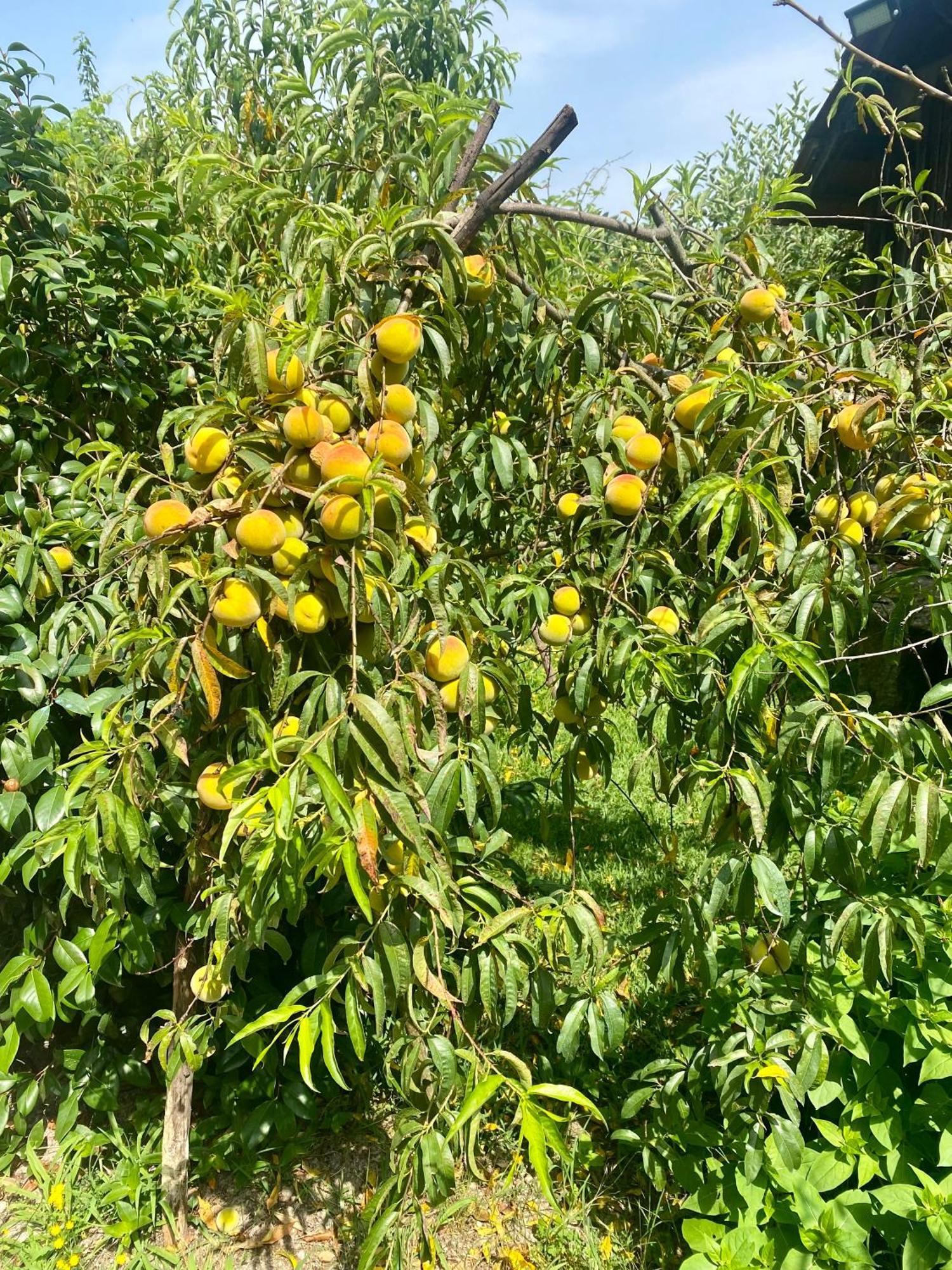 הוילה אמרנטה Quinta De Ribas מראה חיצוני תמונה